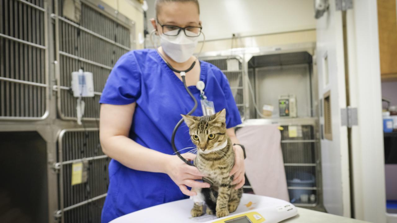 UC Davis Launches FIP Clinical Trials School of Veterinary Medicine